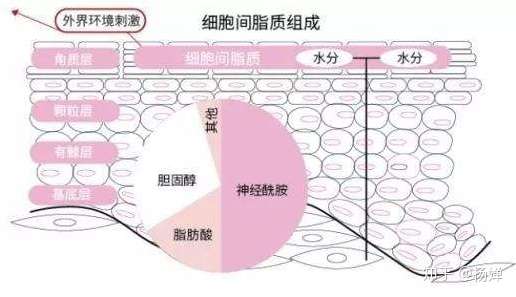 什么是细胞间脂质 知乎