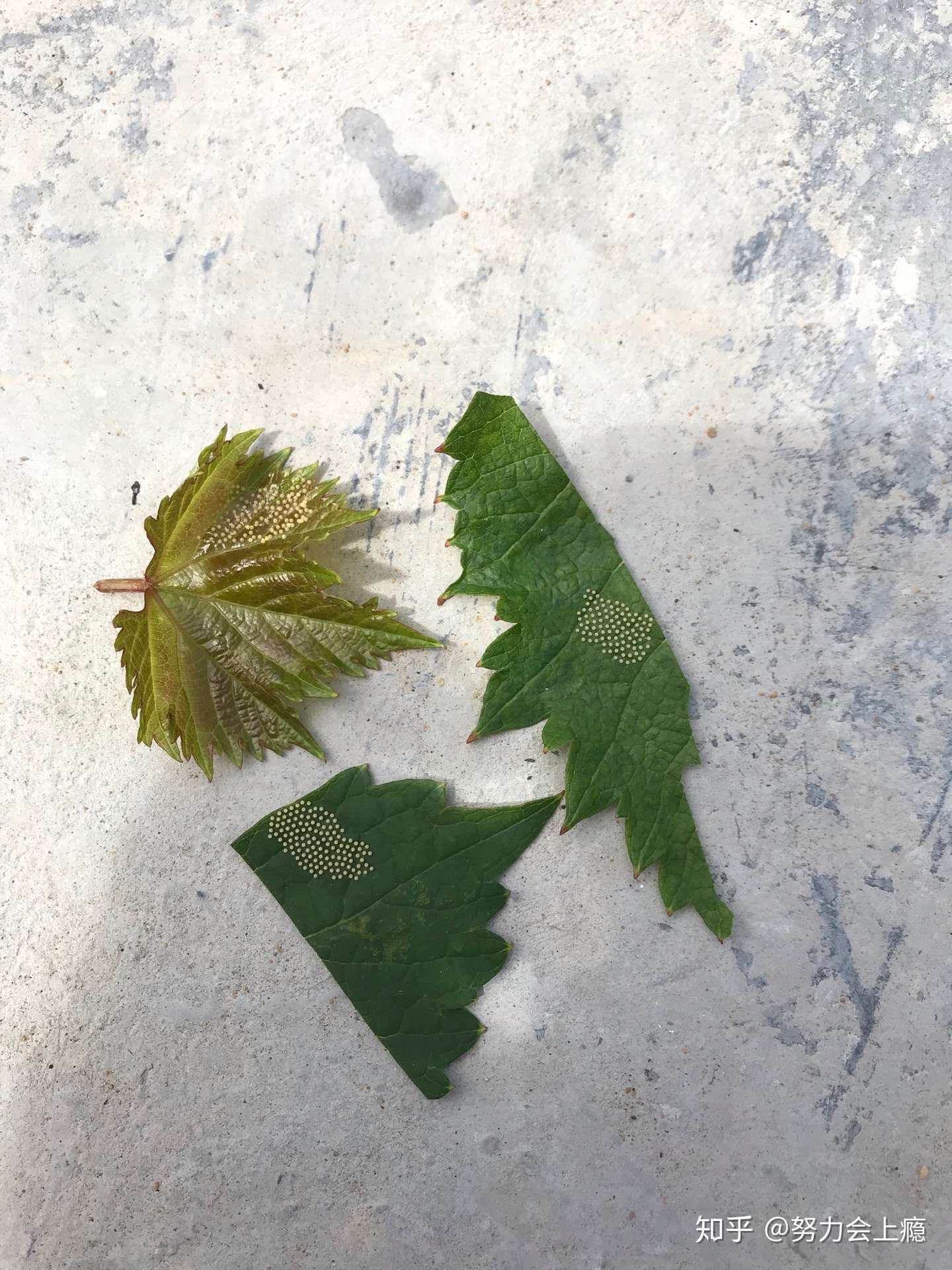 葡萄上面有虫卵 尽早喷药吧 知乎