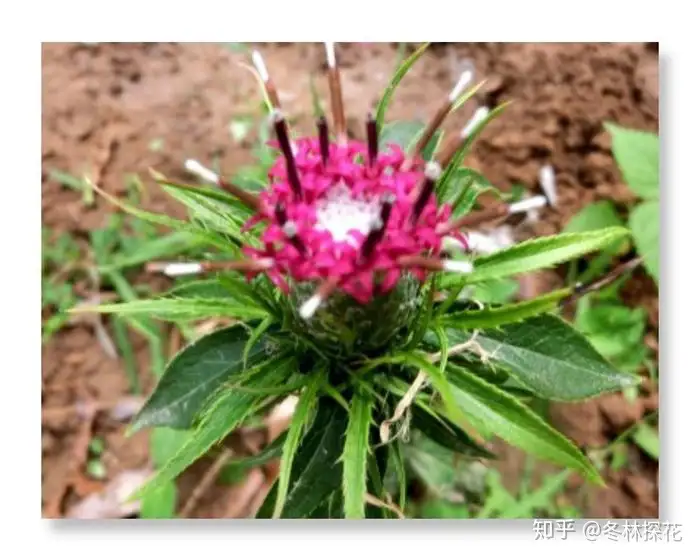 6月6日的生辰花 白术花 知乎