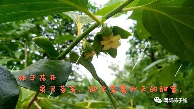 柿子花开 知乎