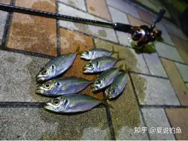 竹荚鱼水面垂钓鱼饵、诱饵