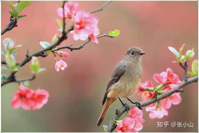 鸟语花香 知乎