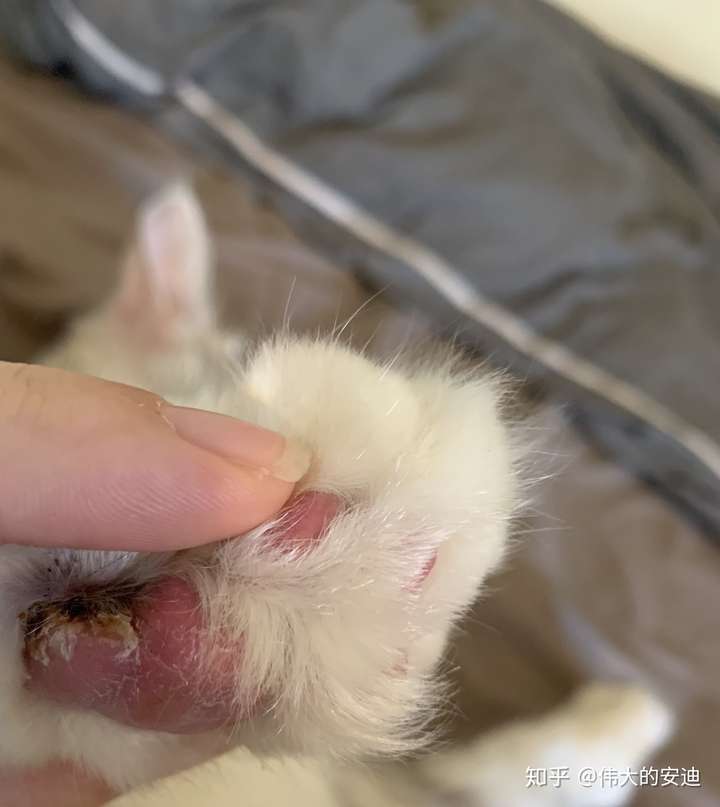 我家猫爪子缝真菌感染没有及时发现舔完以后现在肉垫那块儿增生很严重