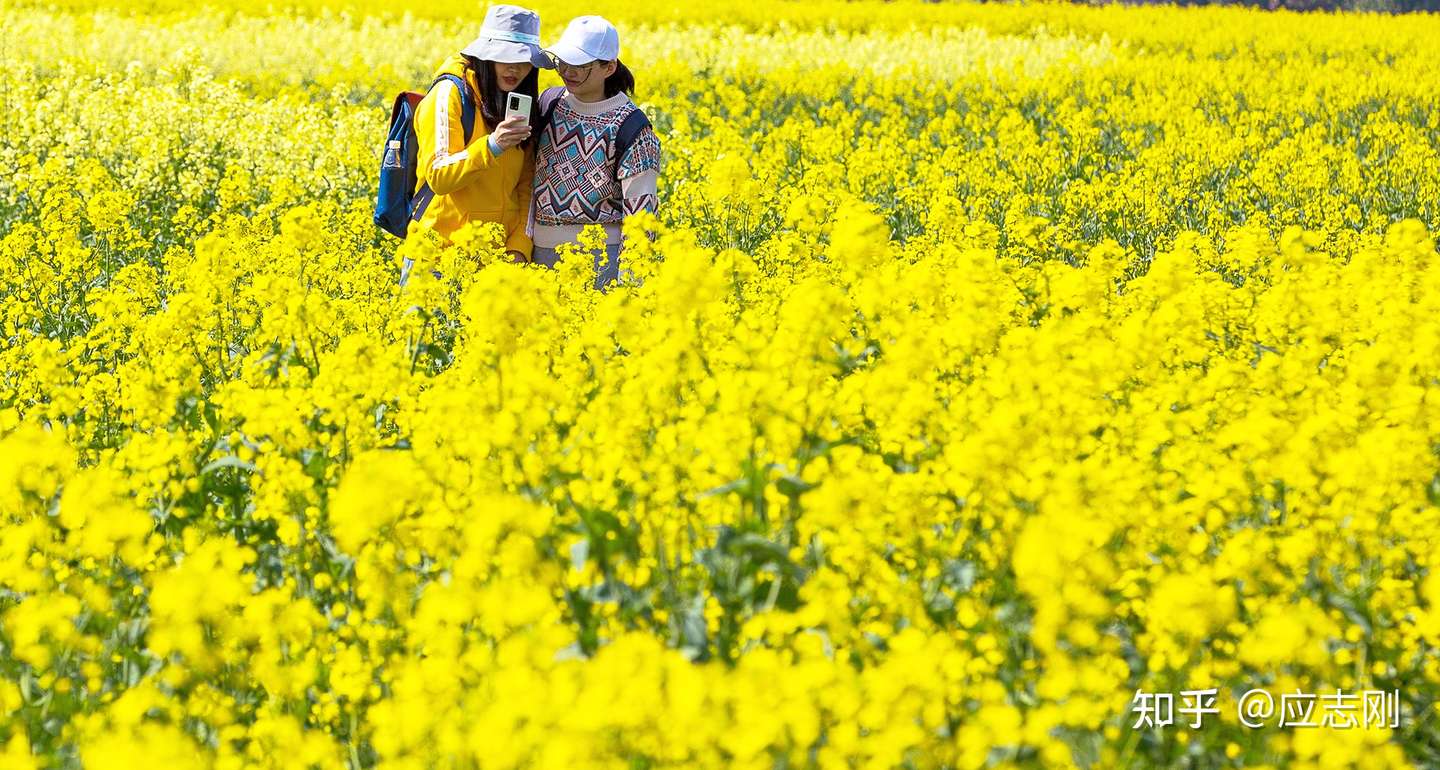 听闻江南已是春 陌野千里黄花开 知乎
