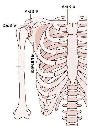 胸锁关节是肩复合关节中最近端的关节,锁骨和胸骨相连形成的机械支柱