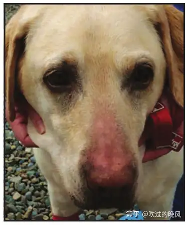 犬甲状腺机能减退 知乎