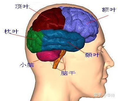 事实上,人脑还有中脑,脑干,脊髓等不同部分,分别负责其他的生命功能