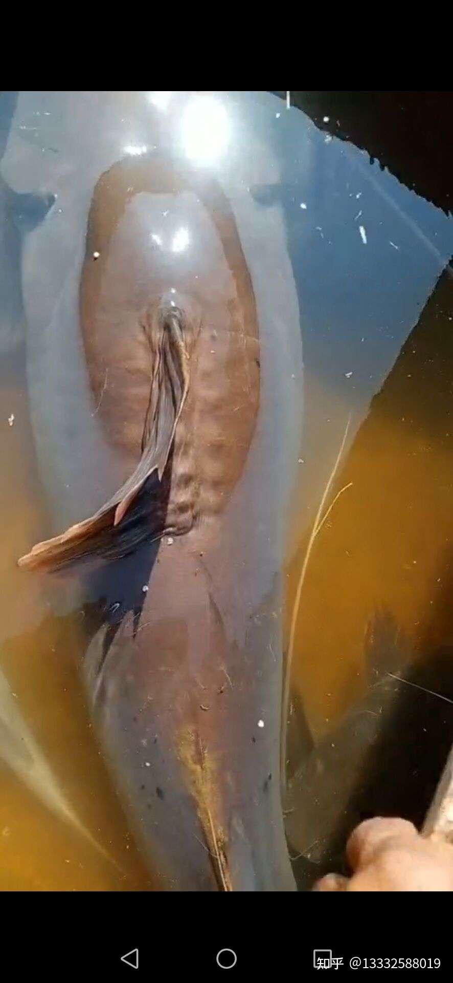 起鱼最好的无鳞鱼机100米深水无鳞鱼机 知乎