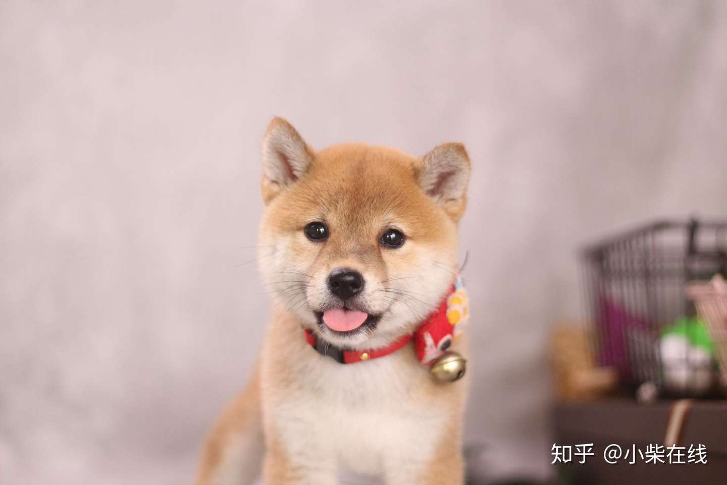 柴犬的一生 二 之尴尬期的柴犬 具体表现及饲养知识 知乎
