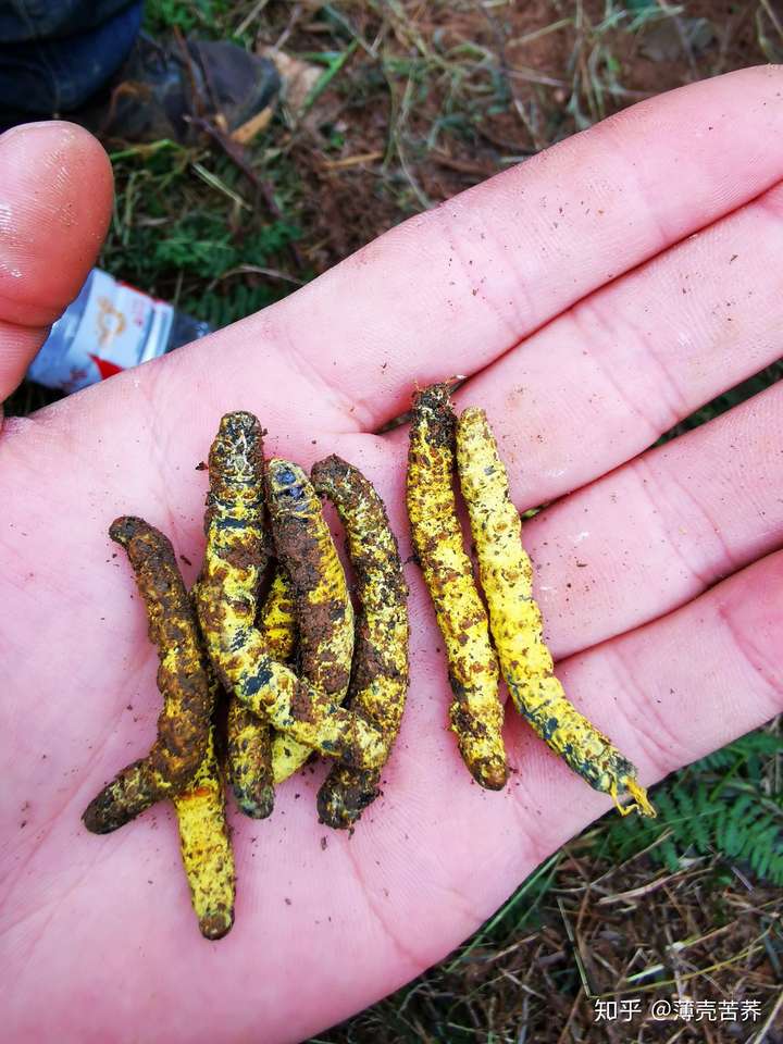贵州安顺发现虫草