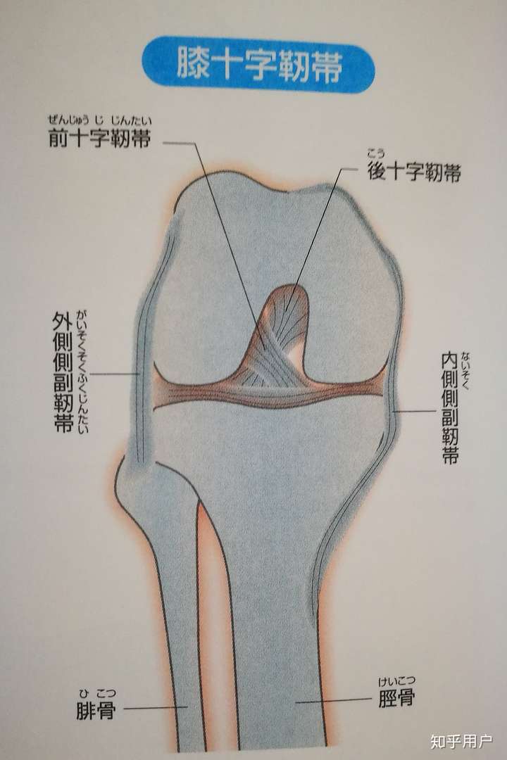 为什么前交叉韧带在伸膝时最紧张后交叉韧带在屈膝时最紧张能具体解释