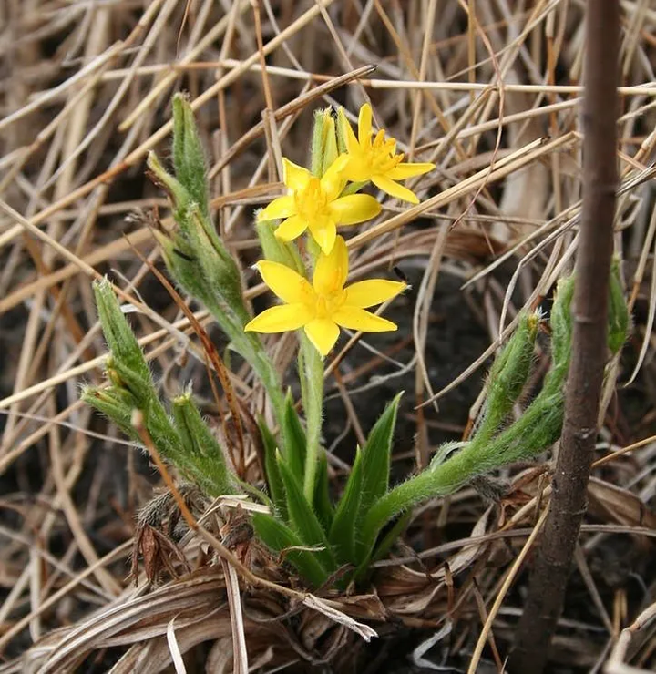 别名野鸡草,山韭菜,小金锁梅,龙肾子.本属有百余种,为有毒植物.