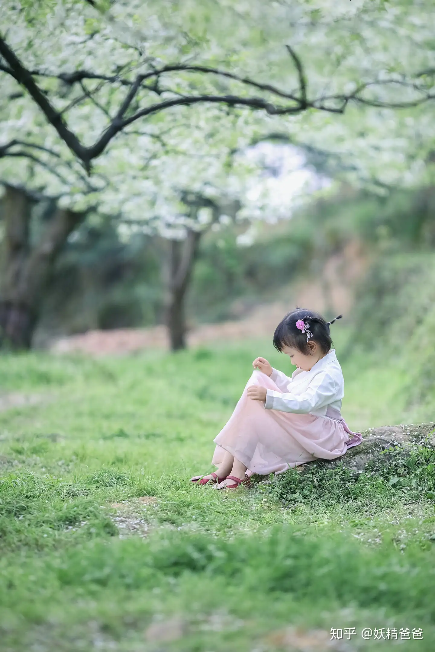 妖精的旅行 雾山李花落 知乎 妖精的旅行 雾山李花落 知乎