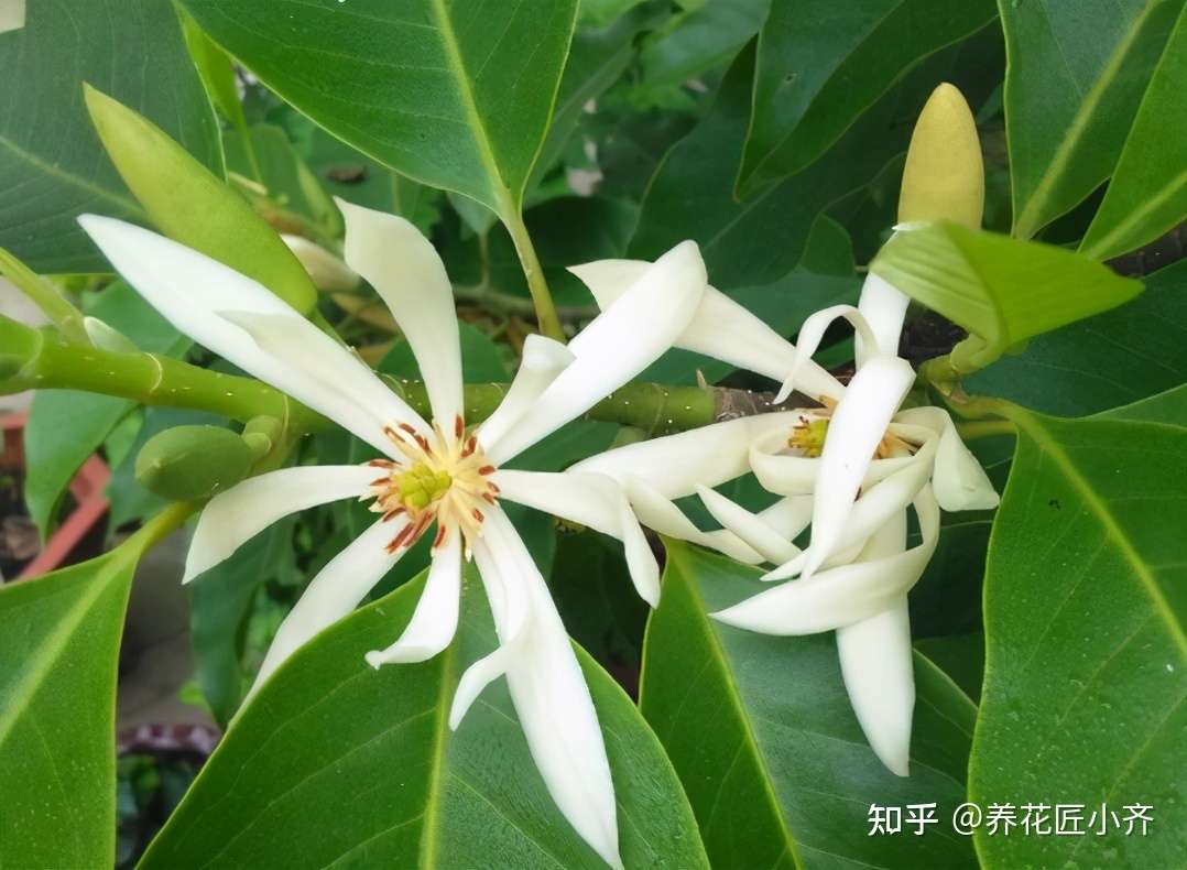 90 的人养不好白兰花 原因只有一个 赶紧改一下 阳台充满甜香 知乎