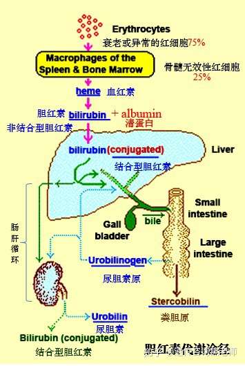 安利你一份新生儿黄疸的自查攻略 知乎