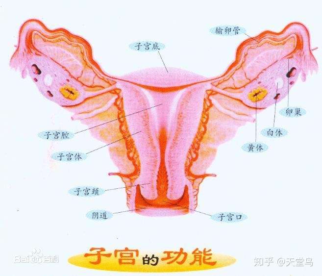 宫颈和盆腔位置图片