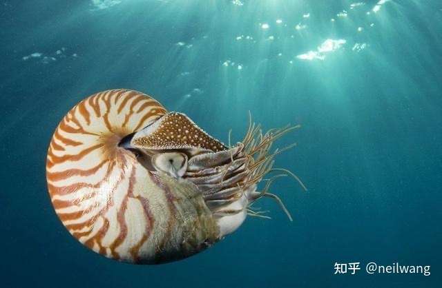 美食博主食用国家二级保护动物「法螺」被刑事拘留,我们在食用新奇