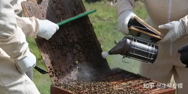 新手养蜂实用技能指南： 讲解深入浅出 全程干货（新手养蜂技术教程图解）