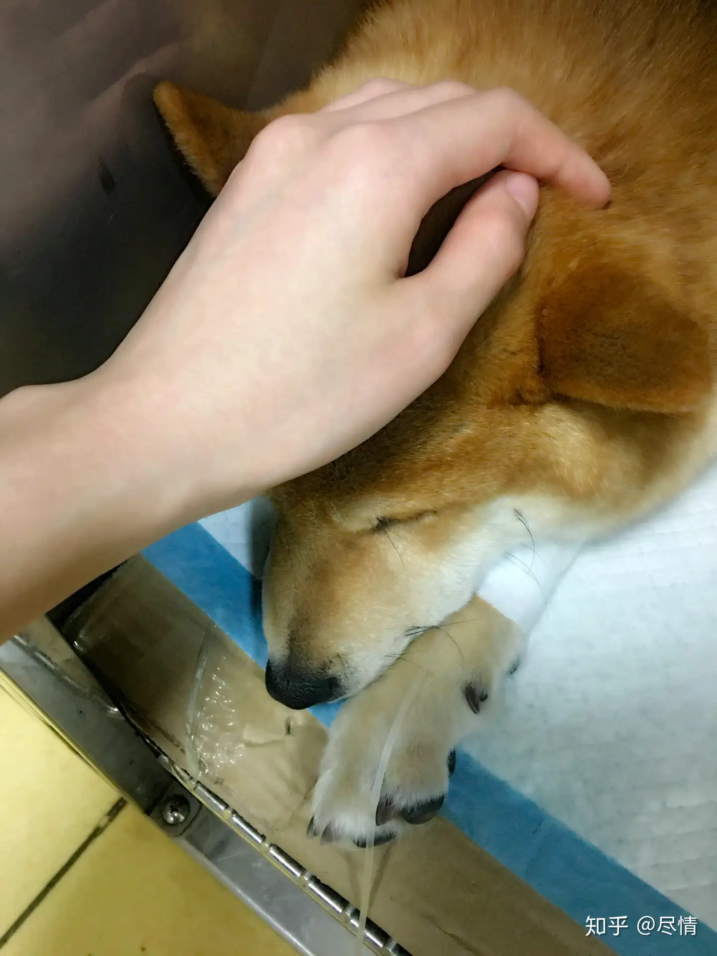 分享狗子治疗胰腺炎的经验 症状 治疗过程etc 知乎