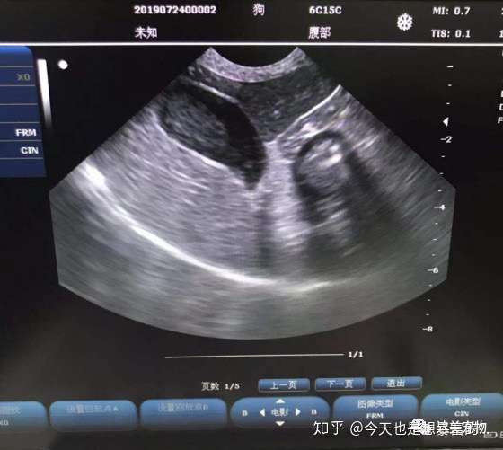 爱宠有胆泥茶饭不思胆汁酸给力3天见效 知乎 爱宠有胆泥茶饭不思胆汁酸给力3天见效 知乎