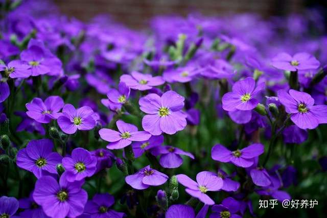 10种最美的紫色花 你喜欢哪一款 知乎