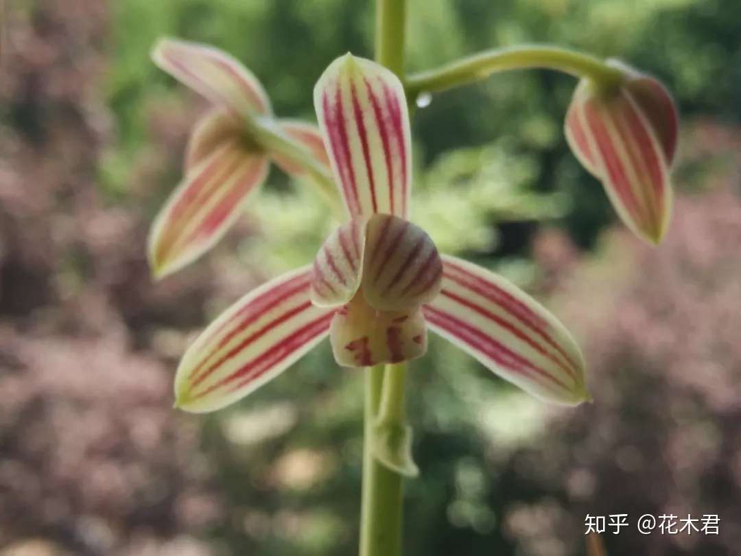 兰花 珍珠矮 其实就是夏蕙 知乎