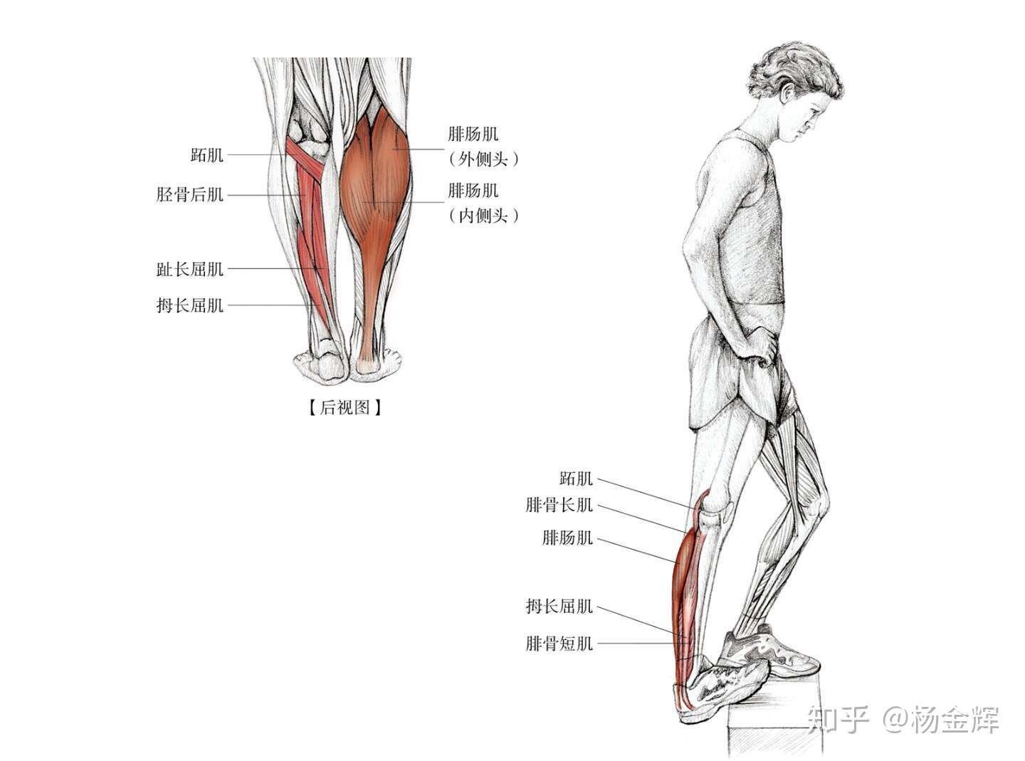 为何崴脚的总是受伤的那只脚呢 脚踝扭伤的拉筋康复 知乎