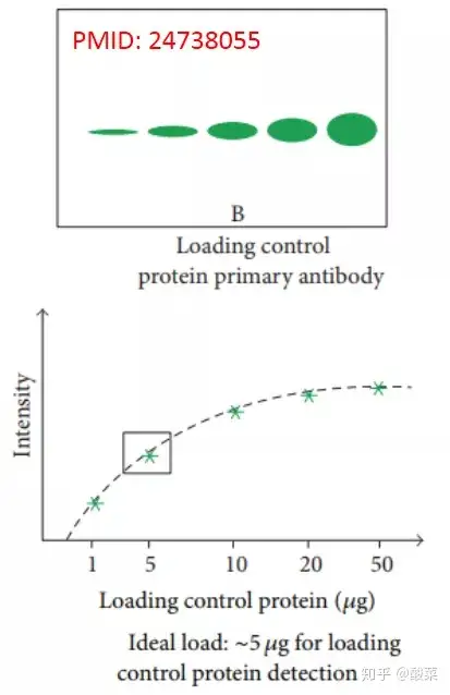 不得不知道的westernblot内参知识