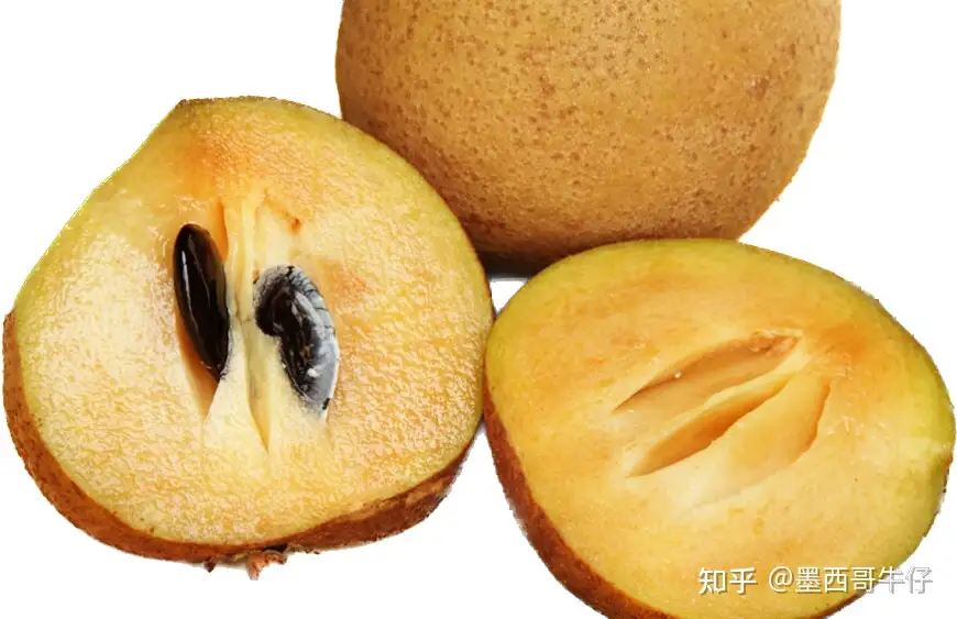 人心果（Chicozapote） - 墨华网 (图2)