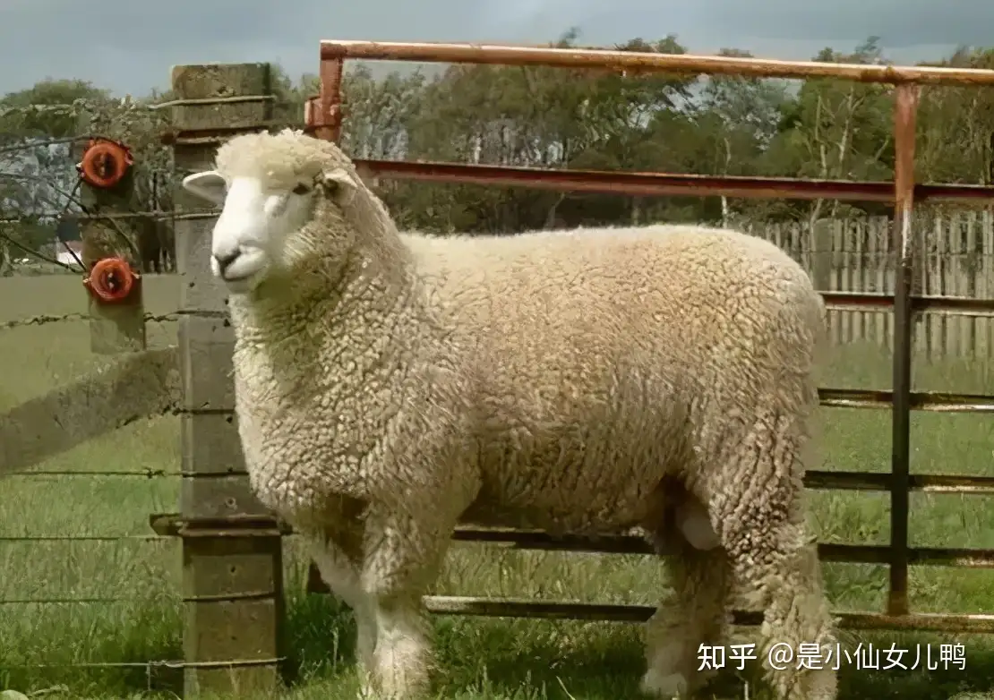 全世界羊的种类竟然高达100 盘点那些长相奇特的羊 知乎