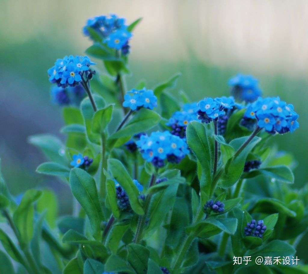 15种秋植草花大推荐 这个秋天不寂寞了 知乎
