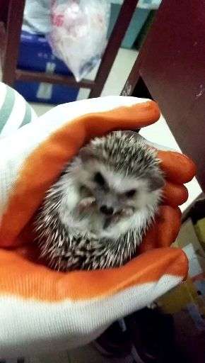 怎么看我的刺猬怀孕了没有?