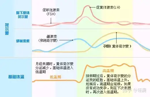 经期前身体储水的前因后果及体重变化 知乎 经期前身体储水的前因后果及体重变化 知乎