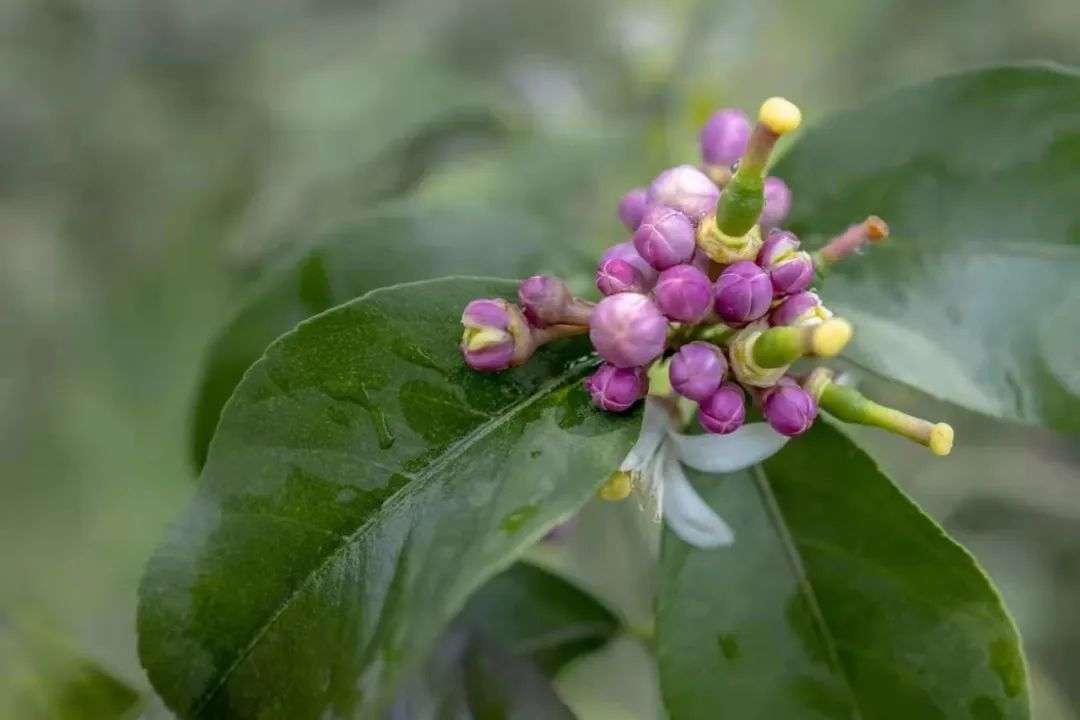 柠檬花 最甜的花 最酸的果 最文艺的夏天 花名册no 000 知乎