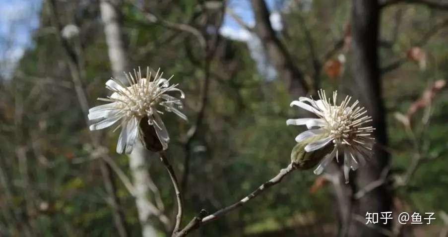 金秋赏菊面面观 木本菊花之栌菊木 知乎