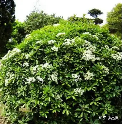 无辜的 恶之花 石楠花 知乎