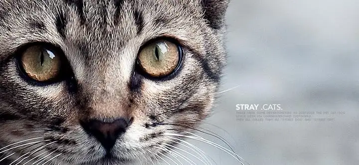 猫大人弄丢后你的良心不会痛吗 撸起袖子按套路找才是猫奴的责任 知乎 猫大人弄丢后你的良心不会痛吗 撸起袖子按套路找才是猫奴的责任 知乎