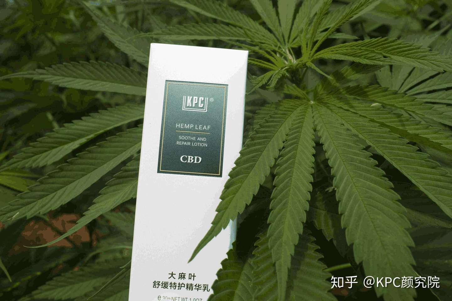 闯进种满大麻的云南山谷 探秘工业大麻种植真实境况 知乎