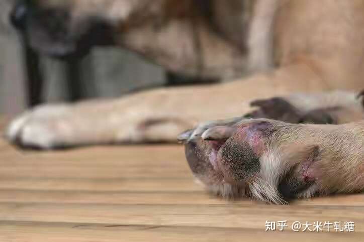 狗狗频繁舔脚 足部红肿 脱皮 可能是趾间炎惹的祸 知乎