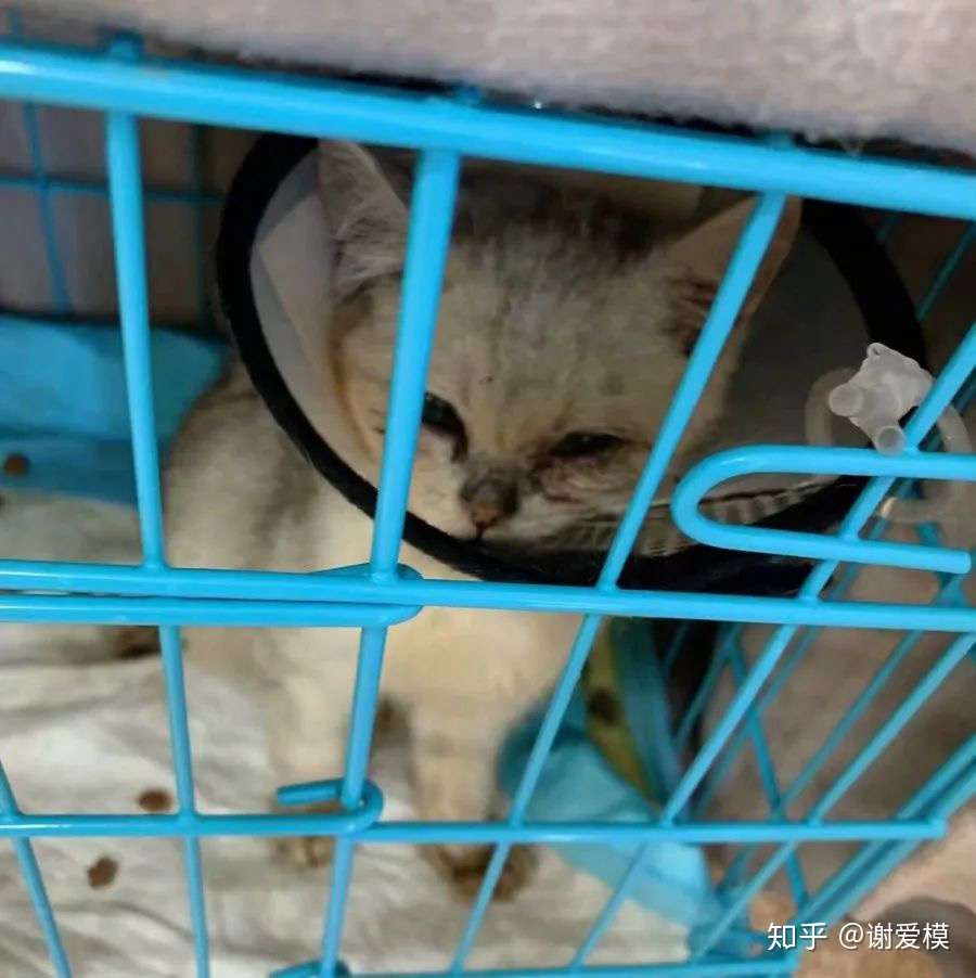 大难不死 必有后福 一只患有癫痫猫瘟的流浪猫 知乎