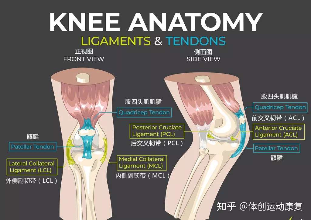 膝盖后面的腘窝疼 原来有这么多可能的问题 知乎