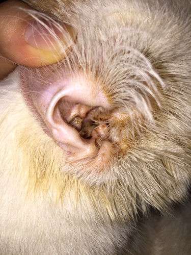 狗狗得了外耳炎怎么办