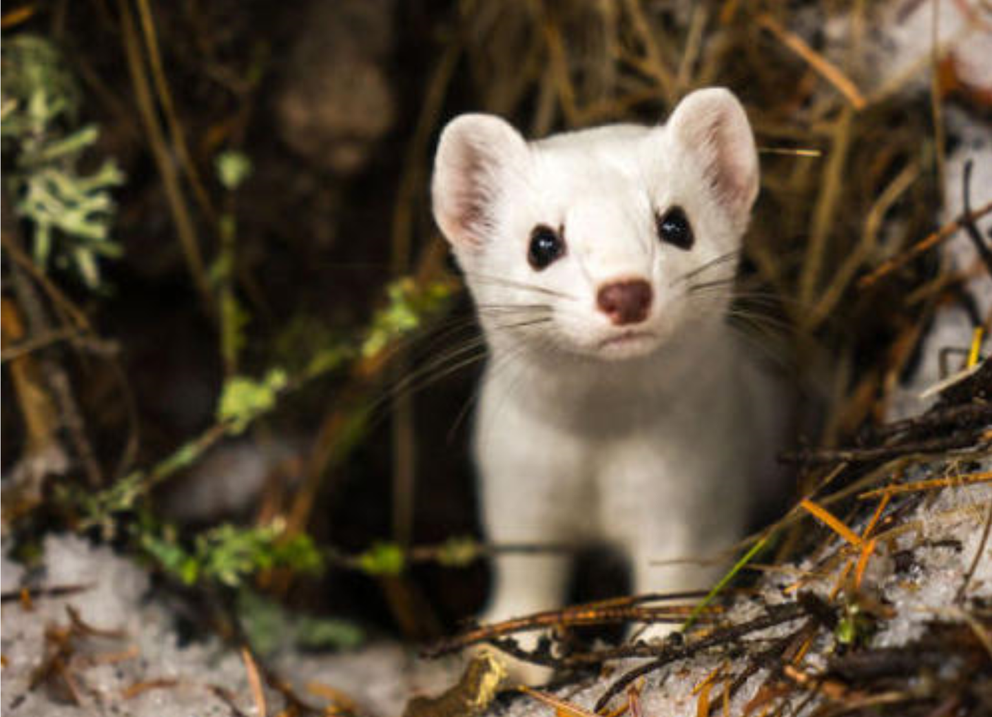 阿尔山又现雪貂 闻分泌物就能辨雌雄 雌性发情不交配会危及生命 知乎