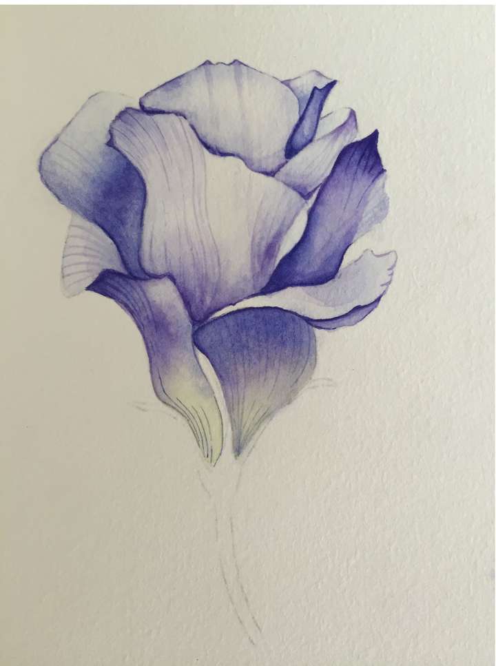 零基础超详细水彩花卉干货教程01篇 知乎 零基础超详细水彩花卉干货教程01篇 知乎