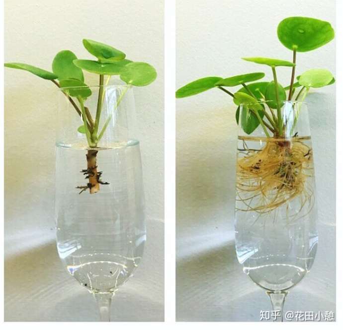 7大高颜值水培植物推荐 知乎 7大高颜值水培植物推荐 知乎