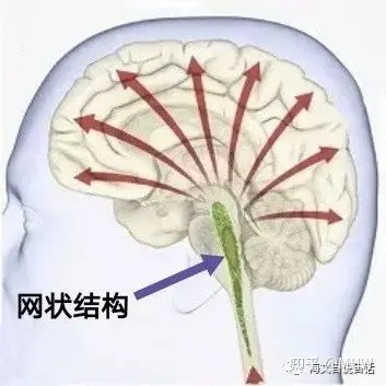 脑干网状结构解剖图图片
