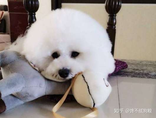 养比熊犬 主人别犯这6件事 最忌讳了 知乎