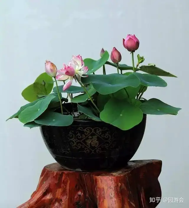 简单几步，手把手教你培养碗莲，开花其实很简单(碗莲怎么养能开花)