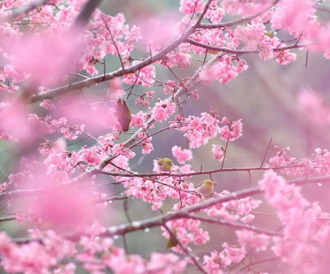 赏花季 还把梅花当桃花拍 为何古人从不画错春天的花 知乎