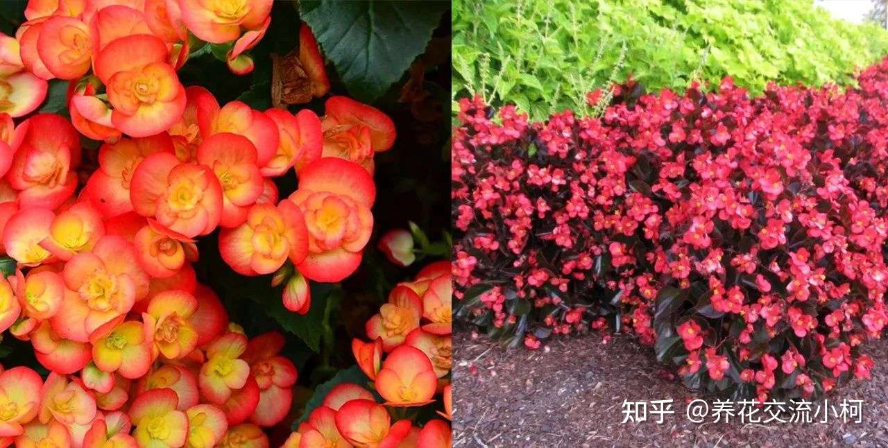 观叶秋海棠盆栽到了夏天就挂 可能就是这7点没做好 知乎